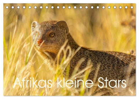 Afrikas kleine Stars (Tischkalender 2027 DIN A5 quer), CALVENDO Monatskalender