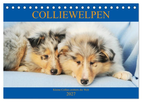 Colliewelpen - kleine Collies erobern die Welt (Tischkalender 2027 DIN A5 quer), CALVENDO Monatskalender