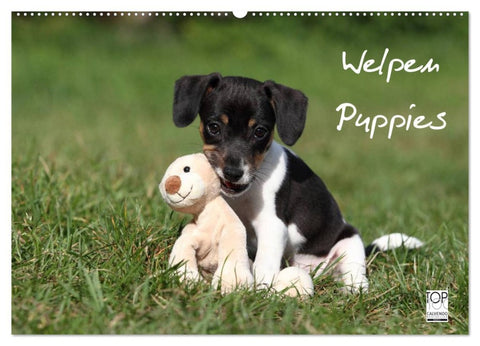 Welpen - Puppies (Wandkalender 2026 DIN A2 quer), CALVENDO Monatskalender