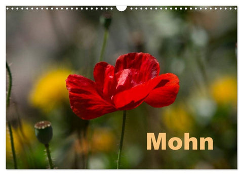 Mohn (Wandkalender 2026 DIN A3 quer), CALVENDO Monatskalender