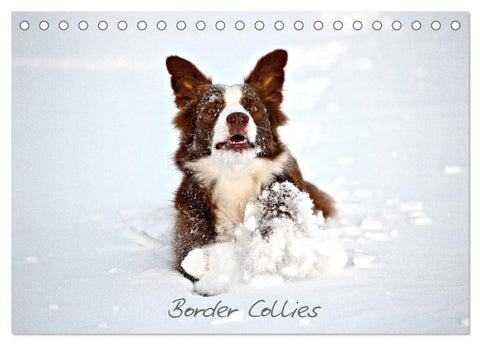 Border Collies (Tischkalender 2027 DIN A5 quer), CALVENDO Monatskalender