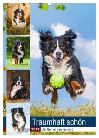 Traumhaft schön - Der Berner Sennenhund (Wandkalender 2027 DIN A2 hoch), CALVENDO Monatskalender