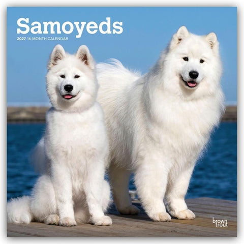 Samoyeds – Samojede 2027 – 16-Monatskalender