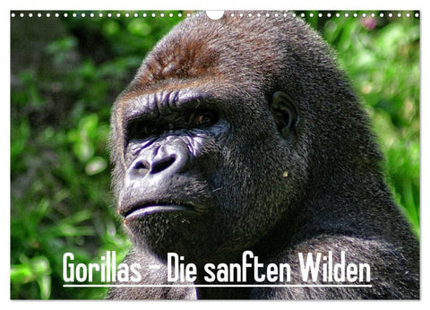 Gorillas - Die sanften Wilden (Wandkalender 2026 DIN A3 quer), CALVENDO Monatskalender