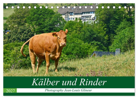 Kälber und Rinder (Tischkalender 2027 DIN A5 quer), CALVENDO Monatskalender