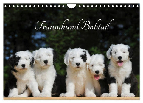 Traumhund Bobtail (Wandkalender 2027 DIN A4 quer), CALVENDO Monatskalender