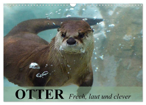 Otter. Frech, laut und clever (Wandkalender 2027 DIN A3 quer), CALVENDO Monatskalender