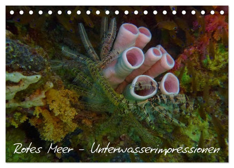 Rotes Meer - Unterwasserimpressionen (Tischkalender 2027 DIN A5 quer), CALVENDO Monatskalender