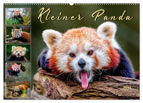 Kleiner Panda (Wandkalender 2027 DIN A2 quer), CALVENDO Monatskalender