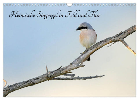 Heimische Singvögel in Feld und Flur (Wandkalender 2026 DIN A3 quer), CALVENDO Monatskalender