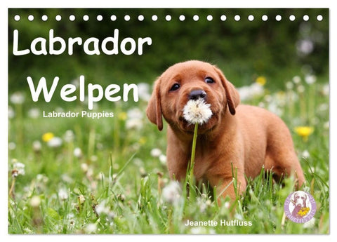Labrador Welpen - Labrador Puppies (Tischkalender 2027 DIN A5 quer), CALVENDO Monatskalender