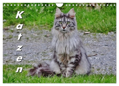 Katzen auf der Welt (Wandkalender 2027 DIN A4 quer), CALVENDO Monatskalender