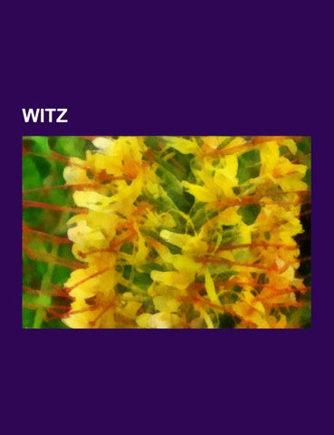 Witz