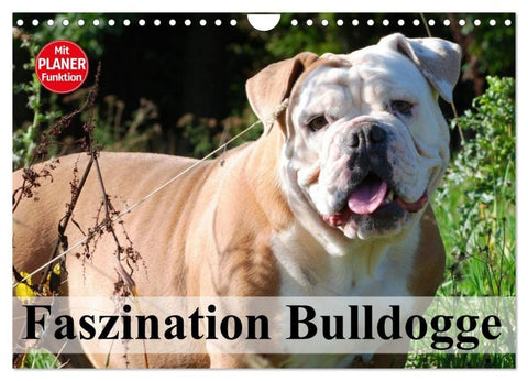 Faszination Bulldogge (Wandkalender 2027 DIN A4 quer), CALVENDO Monatskalender