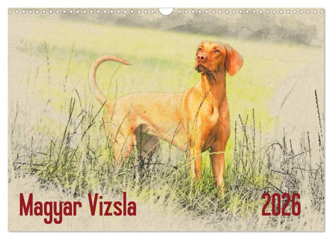 Magyar Vizsla 2026 (Wandkalender 2026 DIN A3 quer), CALVENDO Monatskalender