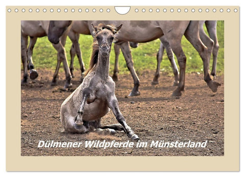 Dülmener Wildpferde im Münsterland (Wandkalender 2026 DIN A4 quer), CALVENDO Monatskalender