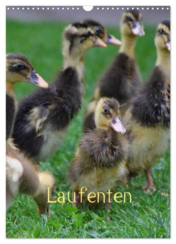 Laufenten (Wandkalender 2027 DIN A3 hoch), CALVENDO Monatskalender