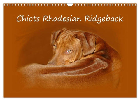 Chiots Rhodesian Ridgeback (Calendrier mural 2027 DIN A3 vertical), CALVENDO calendrier mensuel