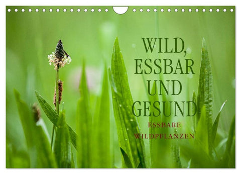 WILD, ESSBAR UND GESUND Essbare Wildpflanzen (Wandkalender 2026 DIN A4 quer), CALVENDO Monatskalender