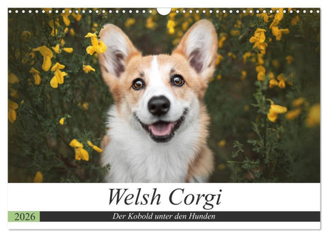 Welsh Corgi - Der Kobold unter den Hunden (Wandkalender 2026 DIN A3 quer), CALVENDO Monatskalender