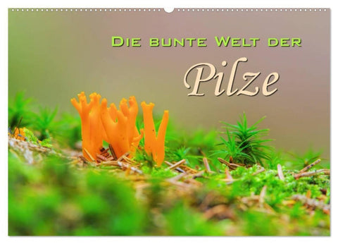 Die bunte Welt der Pilze (Wandkalender 2027 DIN A2 quer), CALVENDO Monatskalender