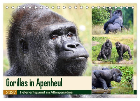 Flachlandgorillas in Apenheul (Tischkalender 2027 DIN A5 quer), CALVENDO Monatskalender