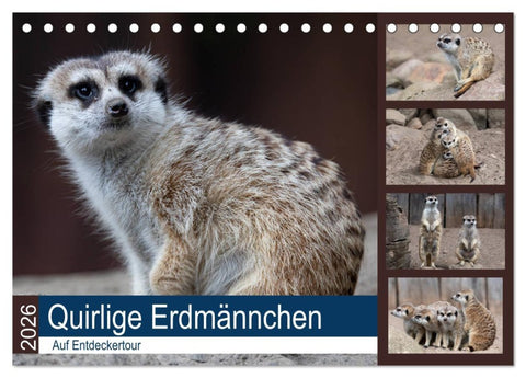 Quirlige Erdmännchen (Tischkalender 2026 DIN A5 quer), CALVENDO Monatskalender