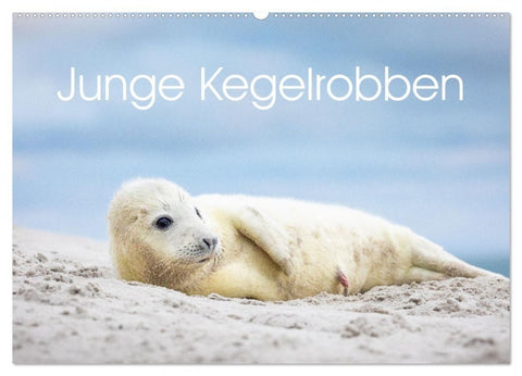 Junge Kegelrobben (Wandkalender 2027 DIN A2 quer), CALVENDO Monatskalender