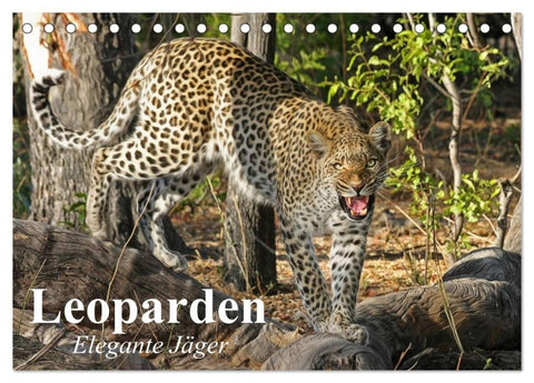Leoparden. Elegante Jäger (Tischkalender 2027 DIN A5 quer), CALVENDO Monatskalender