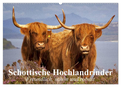 Schottische Hochlandrinder. Freundlich, schön und robust (Wandkalender 2026 DIN A2 quer), CALVENDO Monatskalender