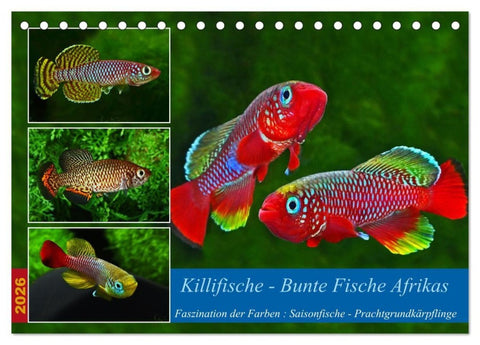Killifische - Bunte Fische Afrikas (Tischkalender 2026 DIN A5 quer), CALVENDO Monatskalender