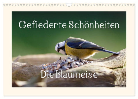 Gefiederte Schönheiten - Die Blaumeise (Wandkalender 2026 DIN A3 quer), CALVENDO Monatskalender