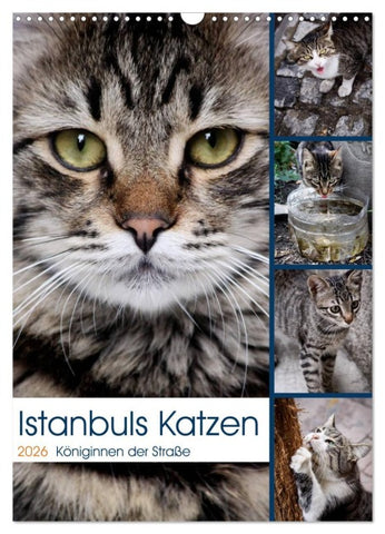 Istanbuls Katzen (Wandkalender 2026 DIN A3 hoch), CALVENDO Monatskalender