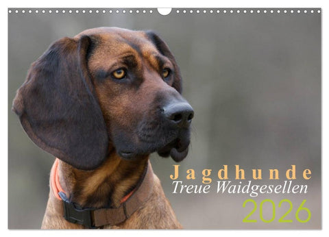Jagdhunde - Treue Waidgesellen (Wandkalender 2026 DIN A3 quer), CALVENDO Monatskalender