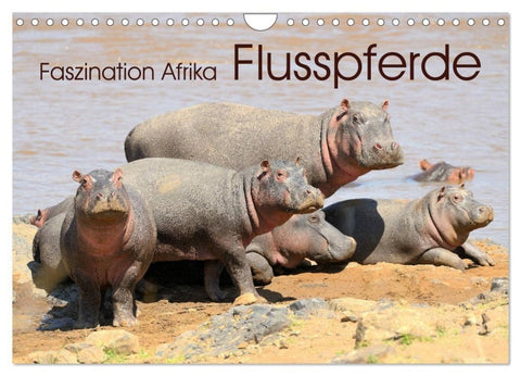 Faszination Afrika: Flusspferde (Wandkalender 2027 DIN A4 quer), CALVENDO Monatskalender