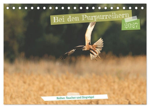 Bei den Purpurreihern (Tischkalender 2027 DIN A5 quer), CALVENDO Monatskalender