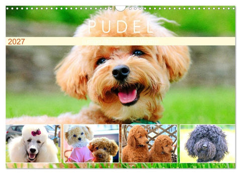 Pudel. Lustige Allrounder im Wollfell (Wandkalender 2027 DIN A3 quer), CALVENDO Monatskalender