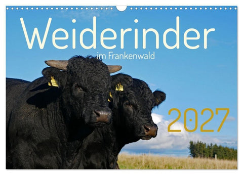 Weiderinder im Frankenwald (Wandkalender 2027 DIN A3 quer), CALVENDO Monatskalender