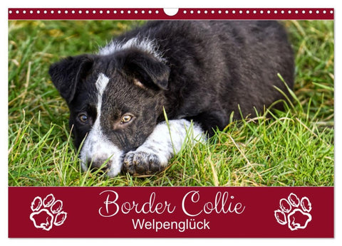 Border Collie - Welpenglück (Wandkalender 2026 DIN A3 quer), CALVENDO Monatskalender