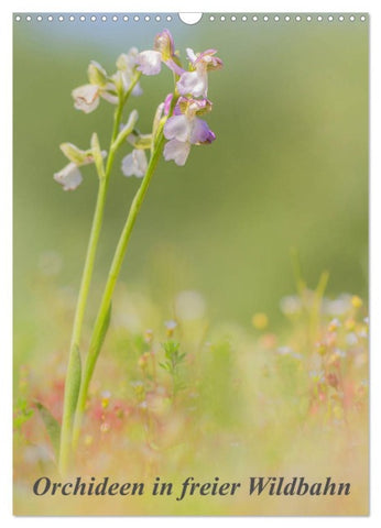 Orchideen in freier Wildbahn (Wandkalender 2026 DIN A3 hoch), CALVENDO Monatskalender