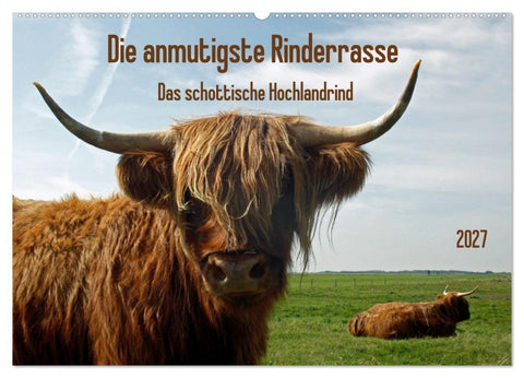 Die anmutigste Rinderrasse - Das schottische Hochlandrind (Wandkalender 2027 DIN A2 quer), CALVENDO Monatskalender