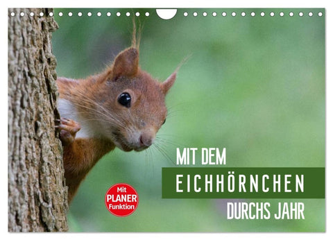 Mit dem Eichhörnchen durchs Jahr (Wandkalender 2026 DIN A4 quer), CALVENDO Monatskalender