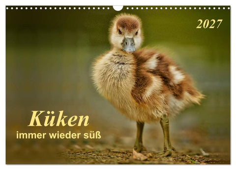 Küken - immer wieder süß (Wandkalender 2027 DIN A3 quer), CALVENDO Monatskalender
