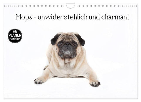 Mops - unwiderstehlich und charmant (Wandkalender 2027 DIN A4 quer), CALVENDO Monatskalender