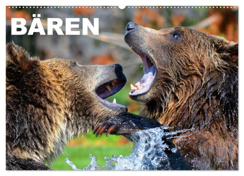Bären (Wandkalender 2027 DIN A2 quer), CALVENDO Monatskalender