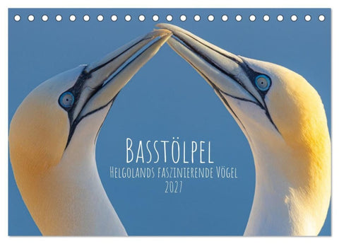 Basstölpel - Helgolands faszinierende Vögel (Tischkalender 2027 DIN A5 quer), CALVENDO Monatskalender