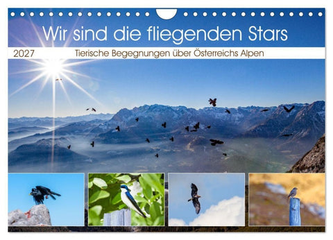Wir sind die fliegenden Stars (Wandkalender 2027 DIN A4 quer), CALVENDO Monatskalender