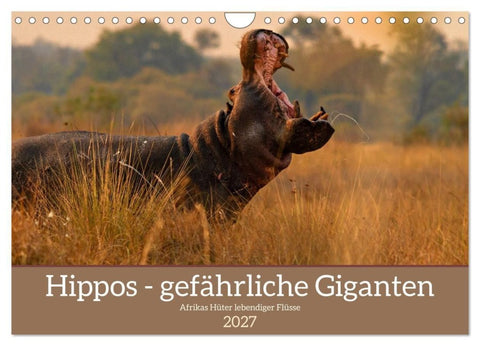 Hippos - Gefährliche Giganten (Wandkalender 2027 DIN A4 quer), CALVENDO Monatskalender