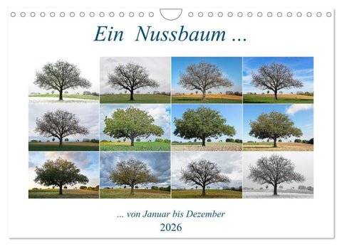 Ein Nussbaum von Januar bis Dezember (Wandkalender 2026 DIN A4 quer), CALVENDO Monatskalender