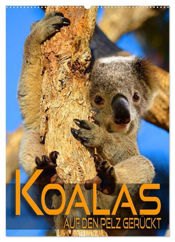 Koalas auf den Pelz gerückt (Wandkalender 2027 DIN A2 hoch), CALVENDO Monatskalender